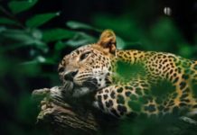 Detectan por primera vez jaguares en la Sierra Gorda de Guanajuato