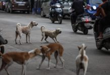 Rescate sin precedentes de 700 animales en Los Ángeles