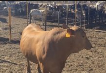 Aumenta la Sequía en Sinaloa: Ganaderos en Alerta