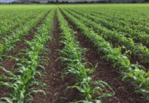 Agricultores de Sinaloa anticipan nueva disminución en áreas de siembra