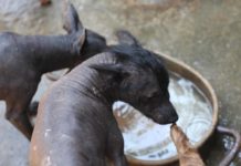 El 27 de octubre será el Día Nacional del Xoloitzcuintle