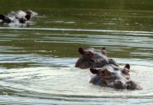Colombia enfrentará situación con hipopótamos de Pablo Escobar