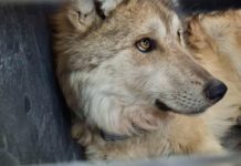 Rehabilitación de Lobos Mexicanos en Durango Avanza con Éxito