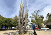 Un cactus milenario mexicano busca resurgir en Sevilla