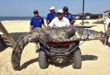 Cocodrilo de tres metros es reubicado en Playa Bacocho, Oaxaca