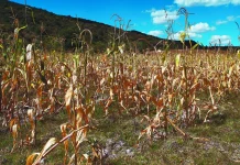 Más de la mitad de Sinaloa padece sequía, según meteorólogos