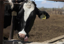Impacto económico por restricción en exportación de ganado hacia EE.UU.