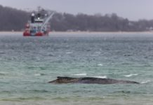 Remolcan ballena muerta en Anholt para autopsia