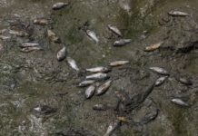 Calor extremo y contaminación provocan la muerte masiva de peces en un lago de Nueva Delhi