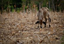 El Niño pone en riesgo la seguridad alimentaria en América Latina y el Caribe
