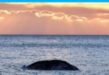 La ballena Timmy es hallada muerta en Dinamarca