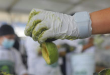 Récord Guinness: Jalisco presenta el guacamole más grande del mundo