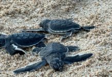 Liberación de tortugas marinas impulsa la conservación ambiental en Mazatlán