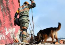 Binomios caninos mexicanos realizan labores de rescate en Venezuela tras sismos