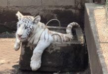 Desmantelan zoológico ilegal en Chalco con animales exóticos asegurados