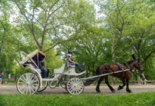 Se Detienen Paseos en Carruajes de Caballos en Central Park Tras Fatalidad