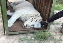 Recuperan tres tigres de Bengala y 32 caballos en Durango