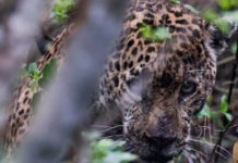 Tamaulipas reintroduce un jaguar a su hábitat tras exitoso rescate