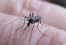 Incrementa riesgo de dengue en Sinaloa con 420 casos en 2026