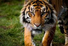 Tigre escapa de su recinto en el Estado de México: autoridades solicitan precaución