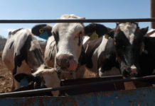 Ganaderos de Chihuahua intensifican protocolos tras brote de gusano barrenador