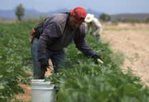 Agricultores advierten sobre riesgo en el campo por T-MEC