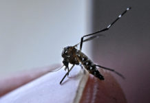 Incremento de Dengue en México: 7 Fatalidades Registradas