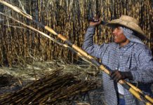 México incrementará sus envíos de azúcar a Estados Unidos tras significativo aumento en la demanda