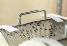 América aumenta producción de moscas estériles para combatir plaga ganadera