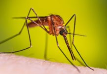 Caso de malaria importado en Jalisco vinculado al Mundial 2026