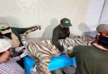 Cierran Animal Experience tras la muerte del tigre Kenzo en Edomex