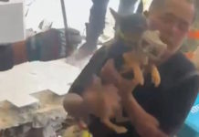 Rescate exitoso de perrita atrapada en escombros en Venezuela