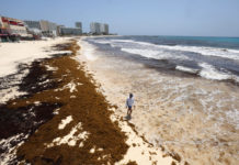 Alicia Bárcena destaca la gravedad del sargazo en Quintana Roo