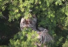 Capturan tigre de bengala que se había escapado en Tepetlaoxtoc